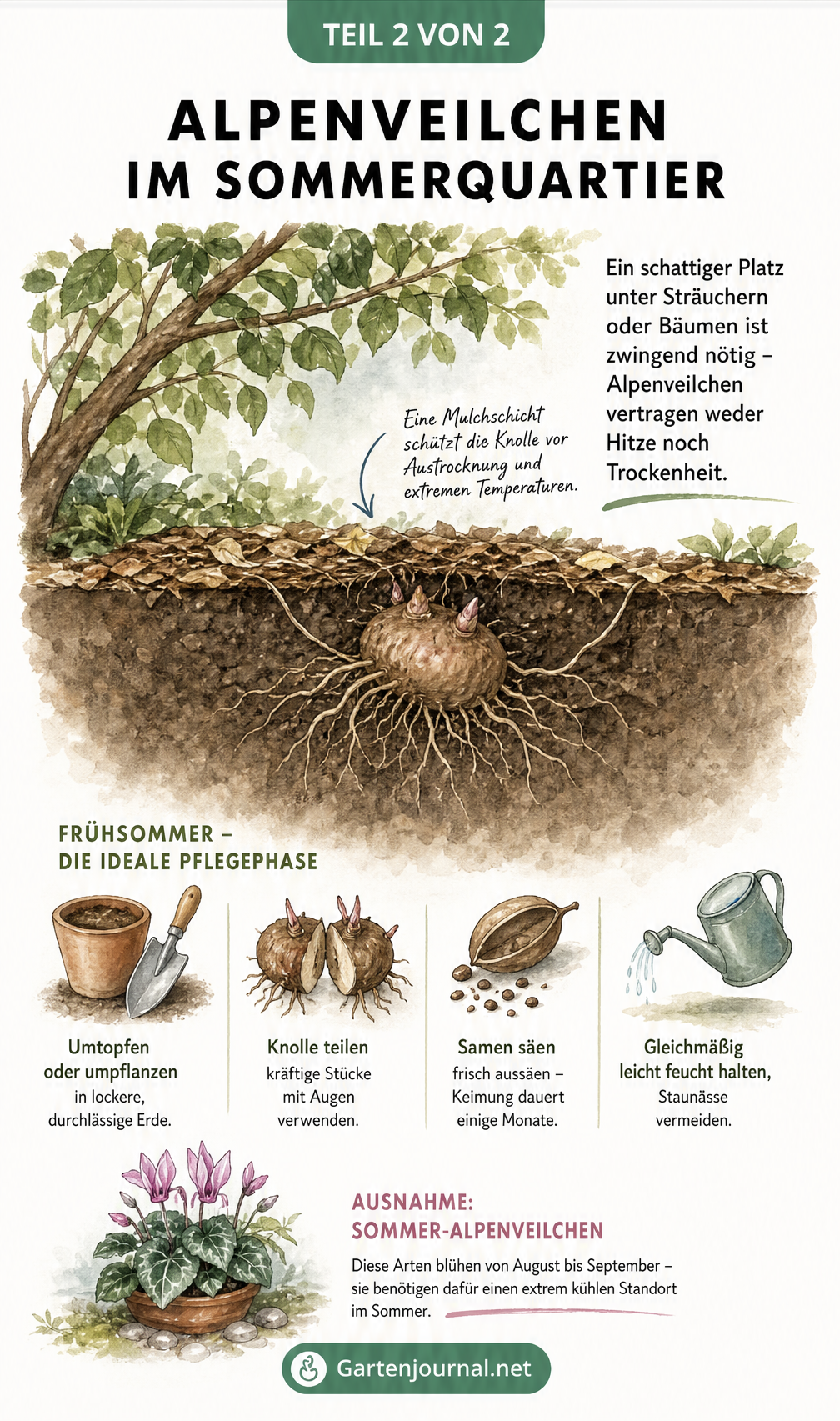 Botanische Illustration einer Alpenveilchen-Knolle im schattigen Boden unter einem Strauch mit Pflegetipps