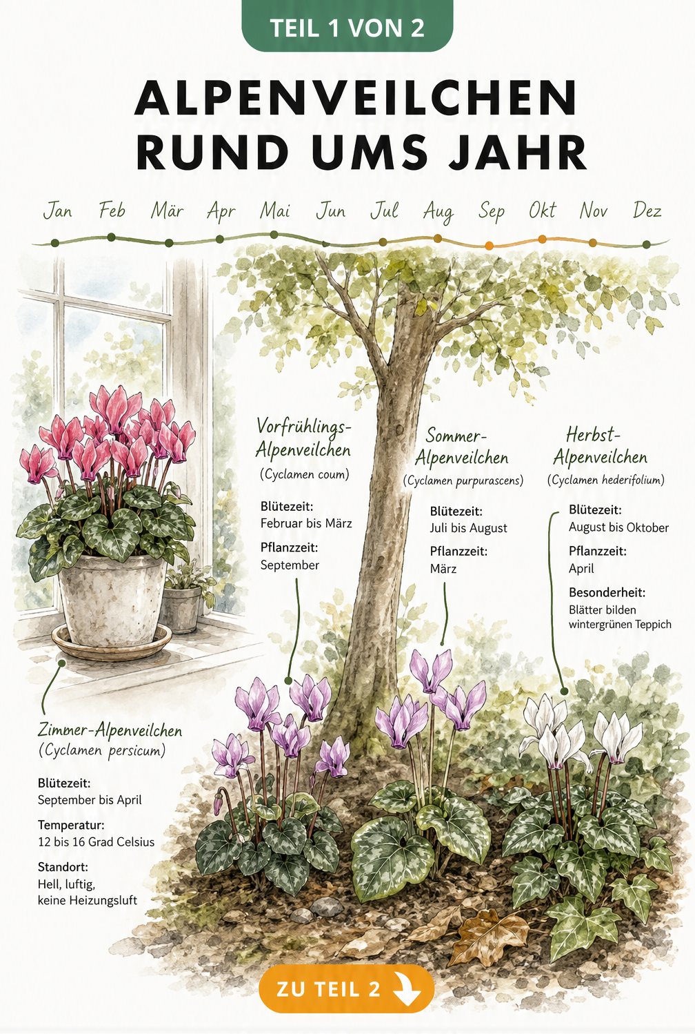 Handgezeichnete Infografik zeigt Alpenveilchen im Zimmer und Garten mit Blütezeiten und Standorten im Jahresverlauf.