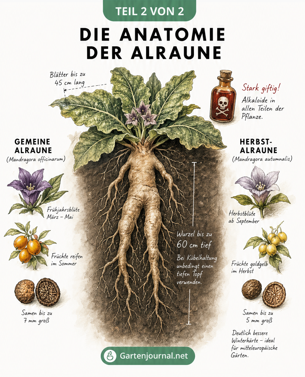 Botanische Illustration der Alraune mit tiefer Pfahlwurzel, Blattrosette und den Unterschieden zwischen Gemeiner und Herbst-Alraune.
