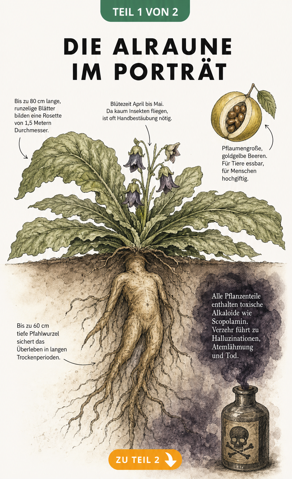 Botanische Illustration der Alraune mit Blattrosette, Blüten, Beeren und der menschenähnlichen Pfahlwurzel im Querschnitt.