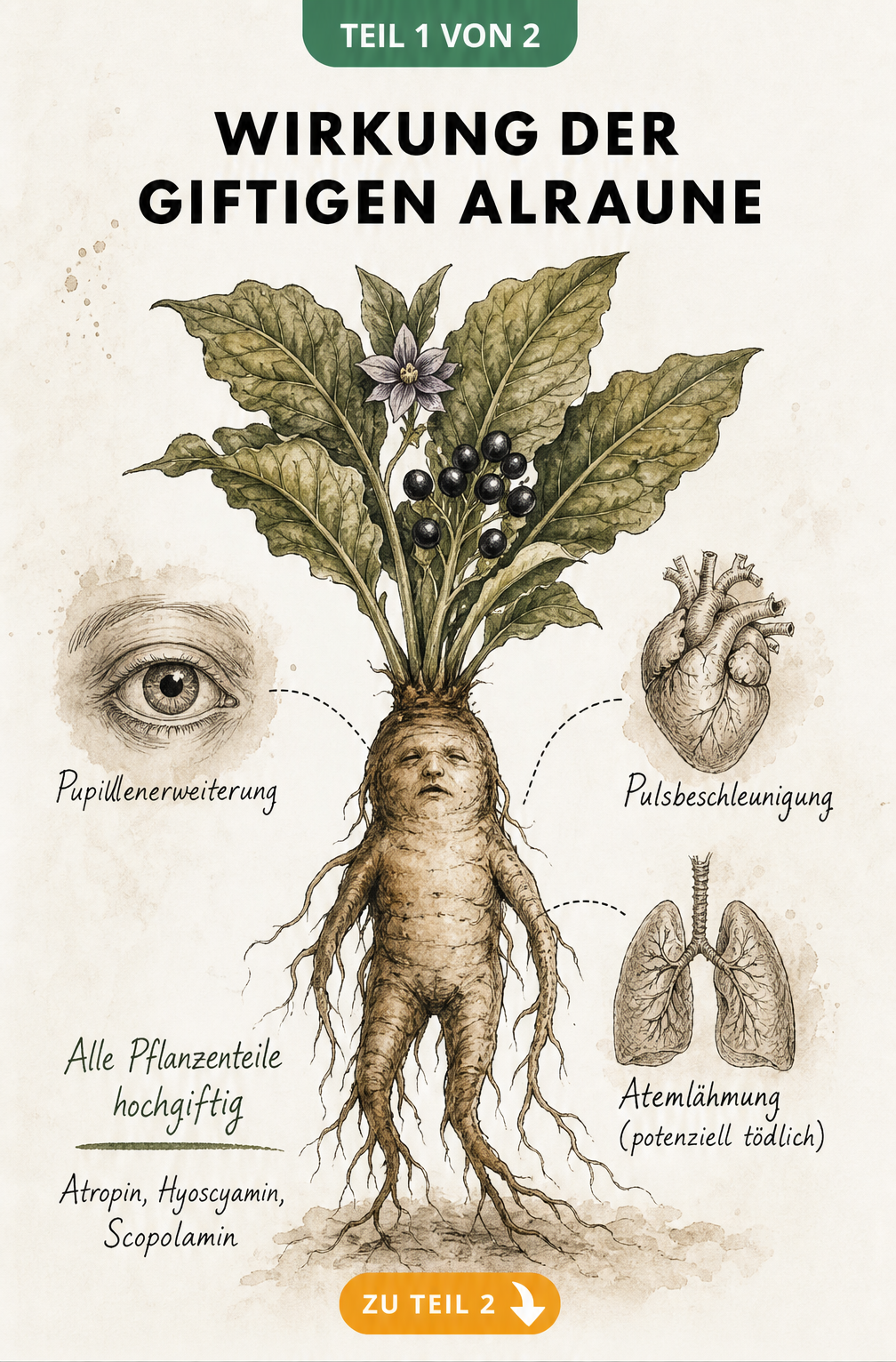 Botanische Zeichnung einer Alraune mit Darstellung der giftigen Wirkung auf Auge, Herz und Lunge