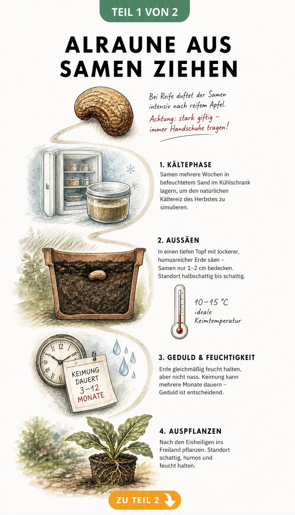 Illustration des Kultivierungsprozesses von Alraunensamen, von der Stratifizierung im Kühlschrank bis zur Keimung im Topf.