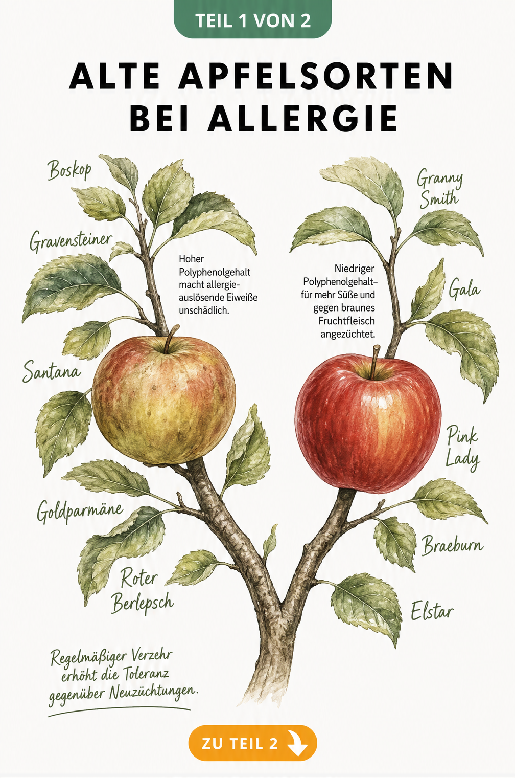 Handgezeichnete Illustration eines Apfelbaumastes, der alte verträgliche Apfelsorten wie Boskop und neue unverträgliche Sorten wie Granny Smith gegenüberstellt.