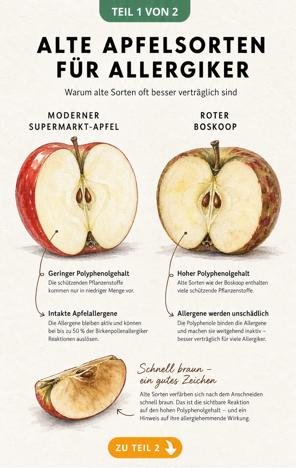 Vergleich zwischen einem Supermarkt-Apfel und einem alten Apfel wie dem Roten Boskoop bezüglich Polyphenolgehalt und Allergenen