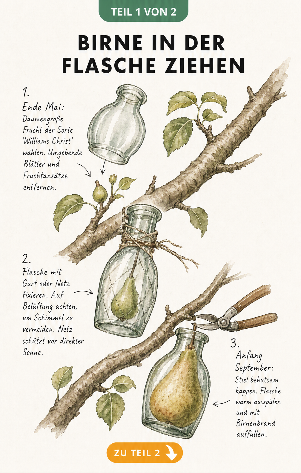 Aquarell-Illustration der alten Birnensorte Boscs Flaschenbirne mit Erntezeiten und Befruchtersorten