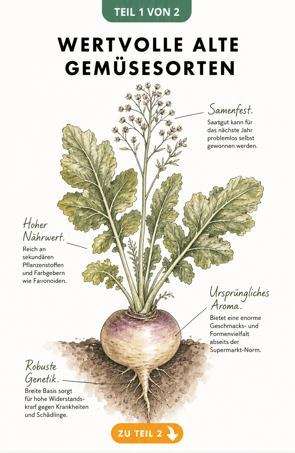 Botanische Illustration einer Mairübe mit Beschriftungen zu samenfestem Saatgut, hohem Nährwert, robuster Genetik und ursprünglichem Aroma