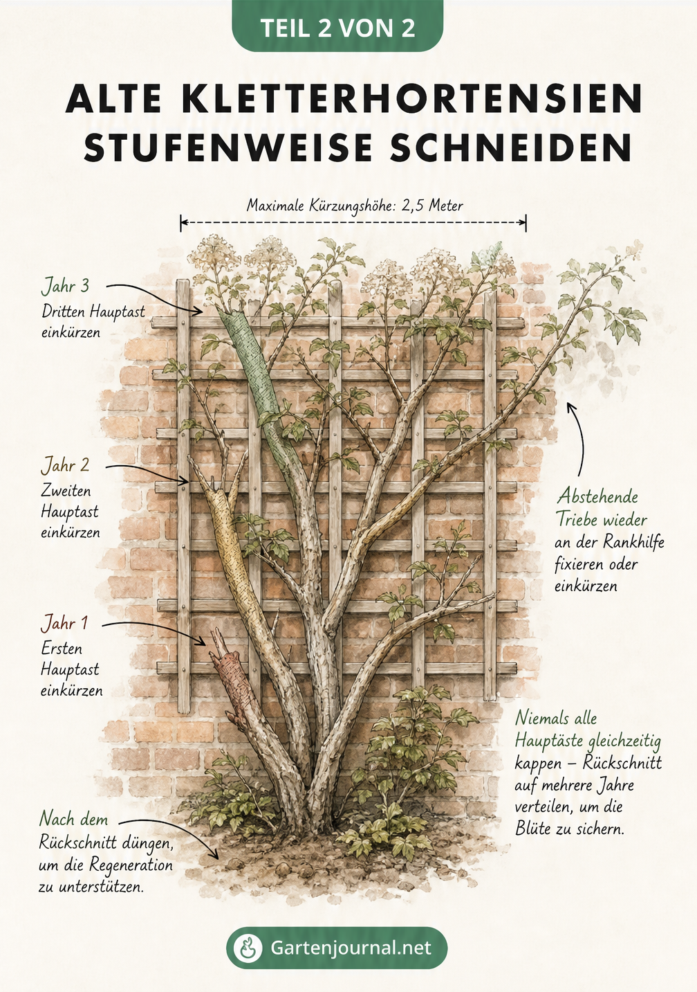 Skizze einer alten Kletterhortensie an einer Backsteinmauer mit Markierungen für den stufenweisen Verjüngungsschnitt