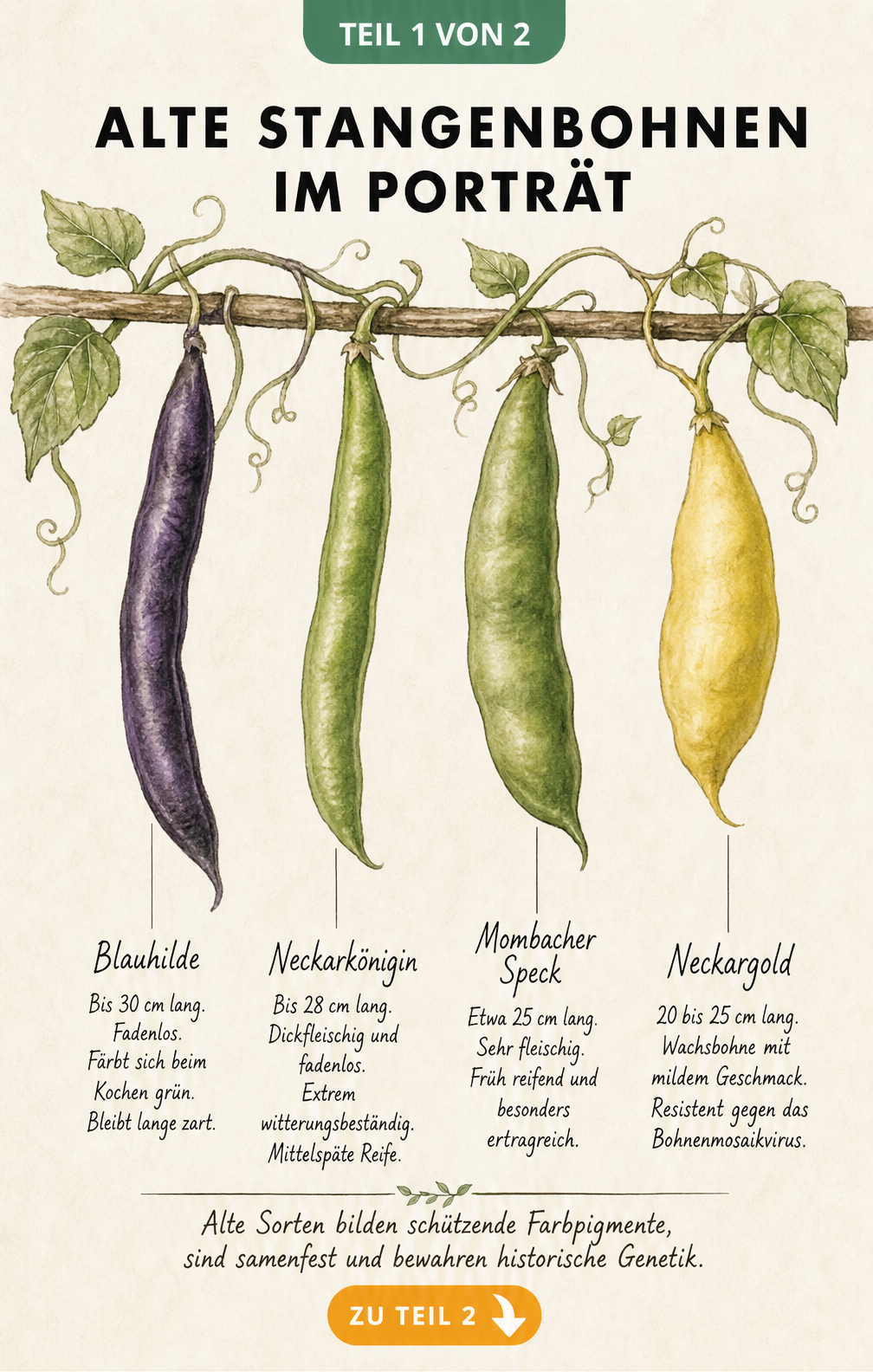 Botanische Illustration von vier alten Stangenbohnen-Sorten: Blauhilde, Neckarkönigin, Mombacher Speck und Neckargold