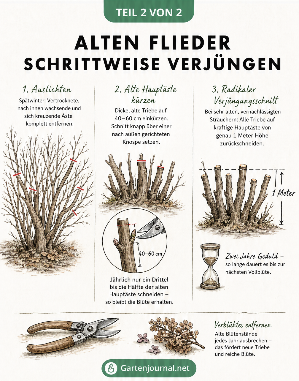 Aquarellskizze, die den schrittweisen Verjüngungsschnitt eines alten Flieders über mehrere Jahre zeigt