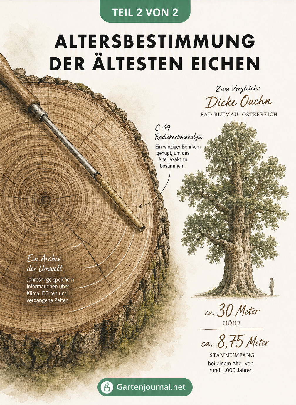 Detaillierter Eichen-Baumstammquerschnitt mit Bohrkern zur C-14 Radiokarbonanalyse und Größenvergleich