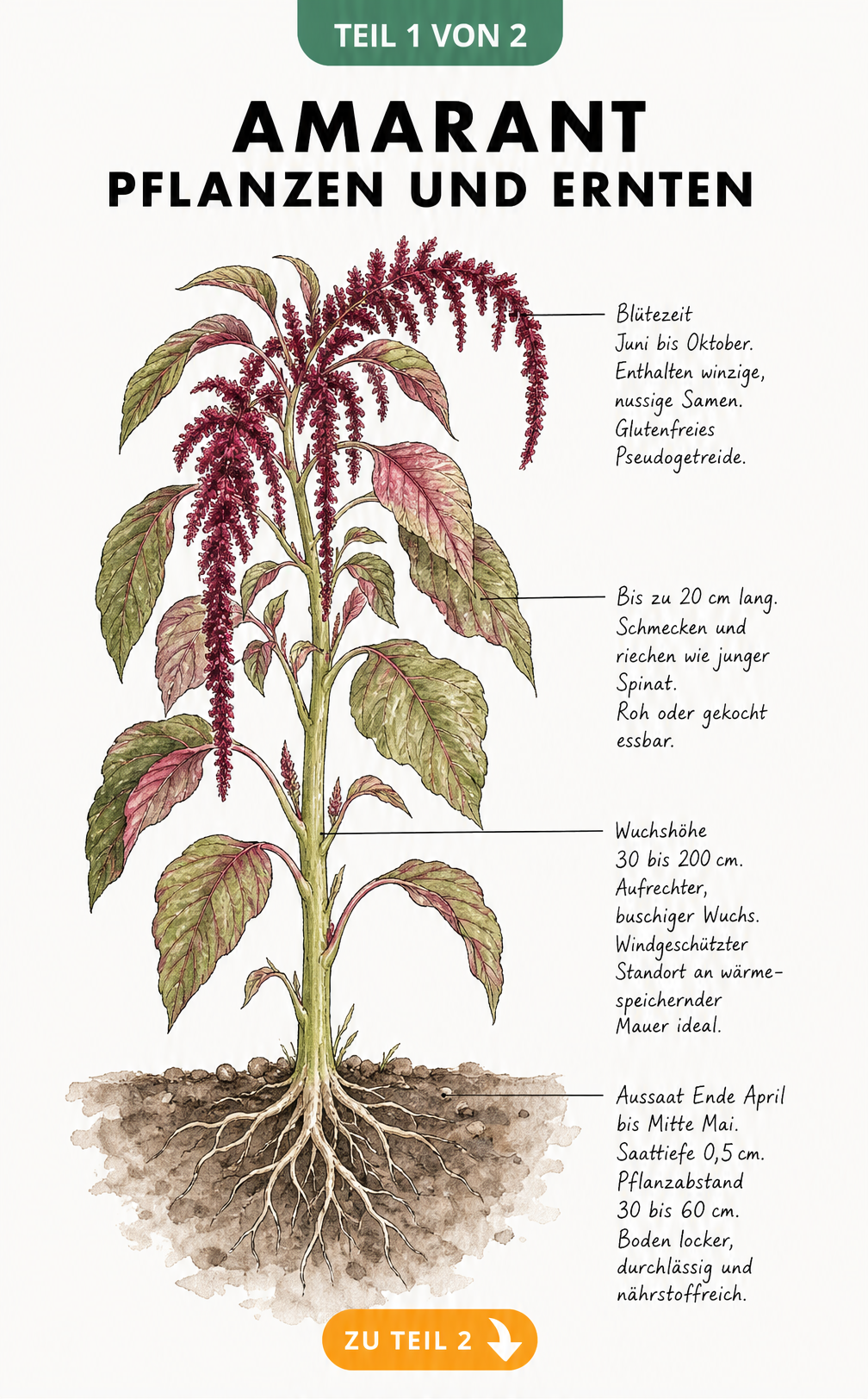 Botanische Illustration einer Amarant-Pflanze mit Details zu Blütezeit, Blättern, Wuchshöhe und Aussaat