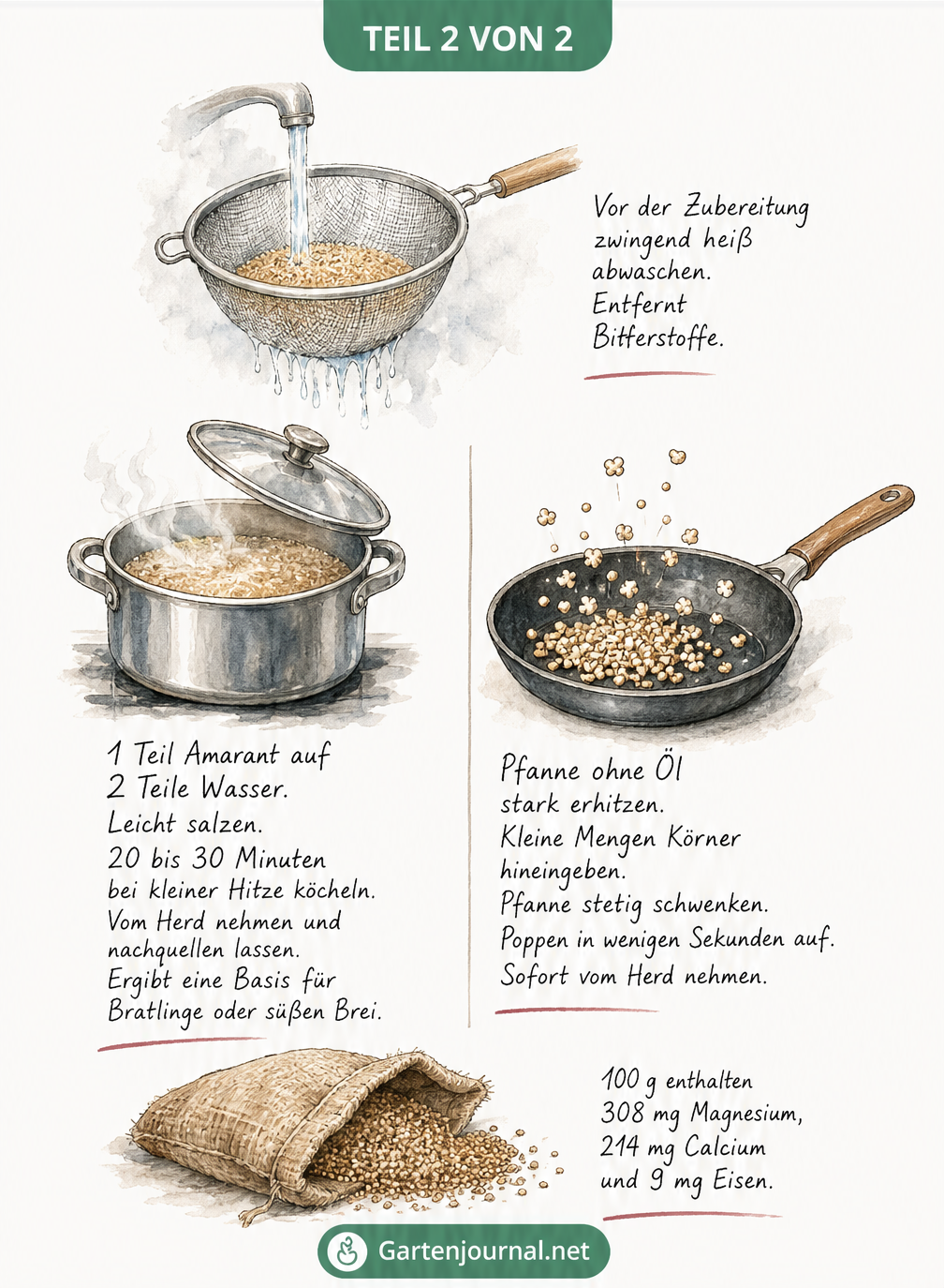 Illustration zur Zubereitung von Amarant: Waschen, Kochen und Puffen in der Pfanne