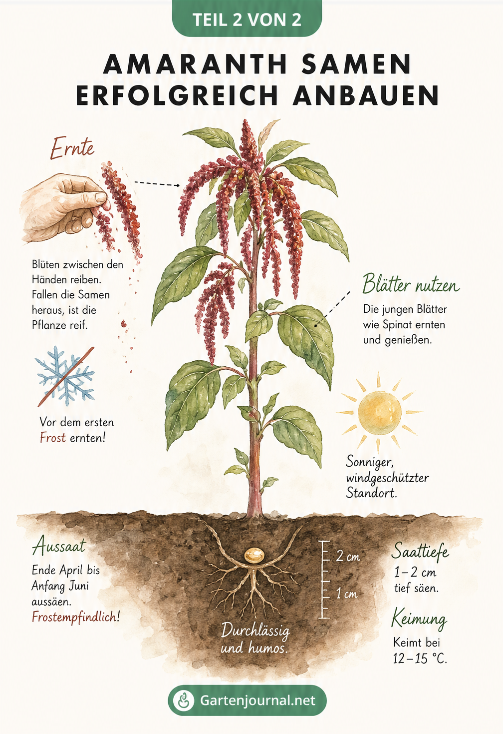 Botanische Illustration einer Amaranth-Pflanze mit roten Blütenständen, die Saattiefe, Standortbedingungen und Erntehinweise zeigt.