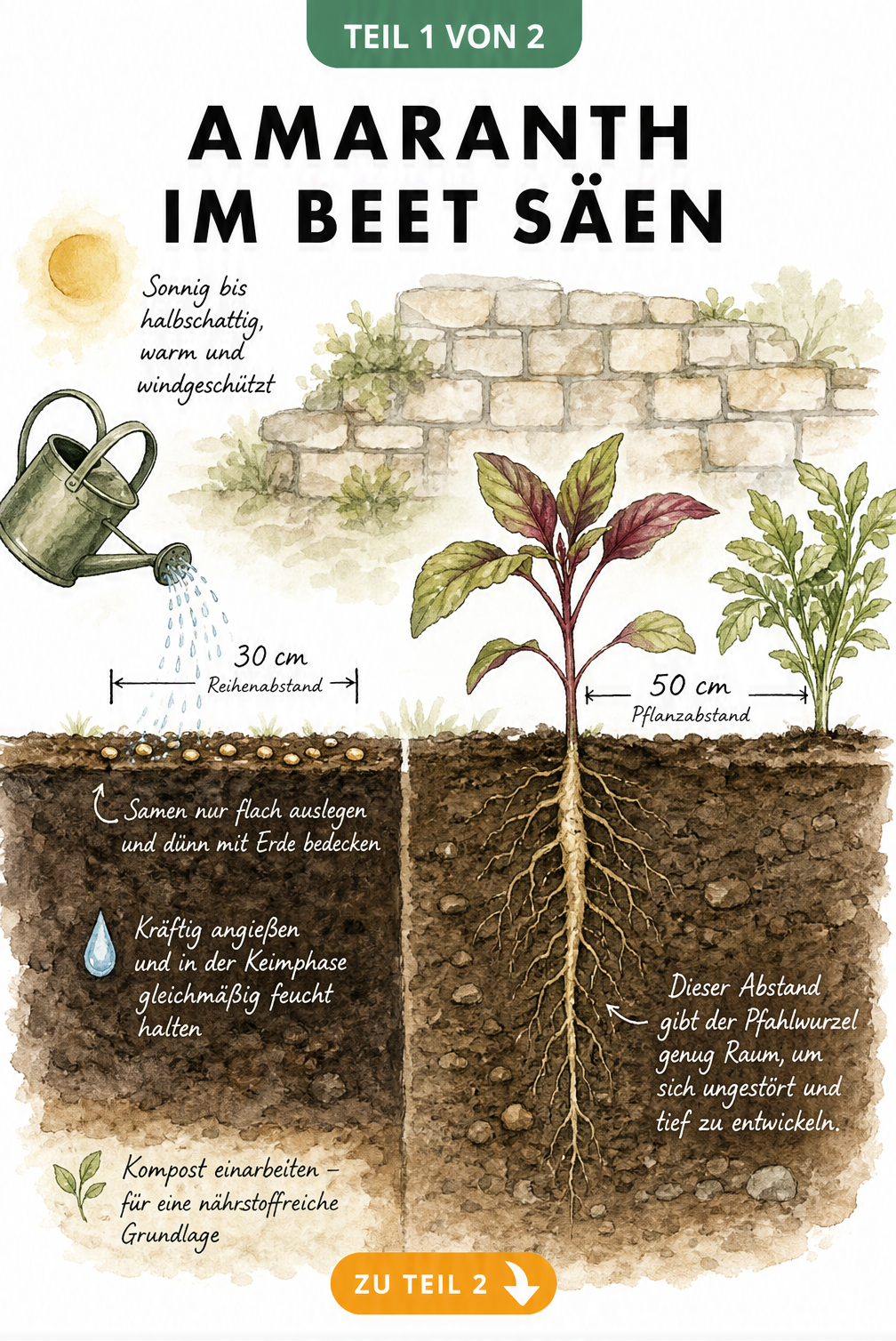 Querschnitt eines Gartenbeets mit Amaranth-Samen und einer Jungpflanze, die den Pflanzabstand und die Aussaat zeigt