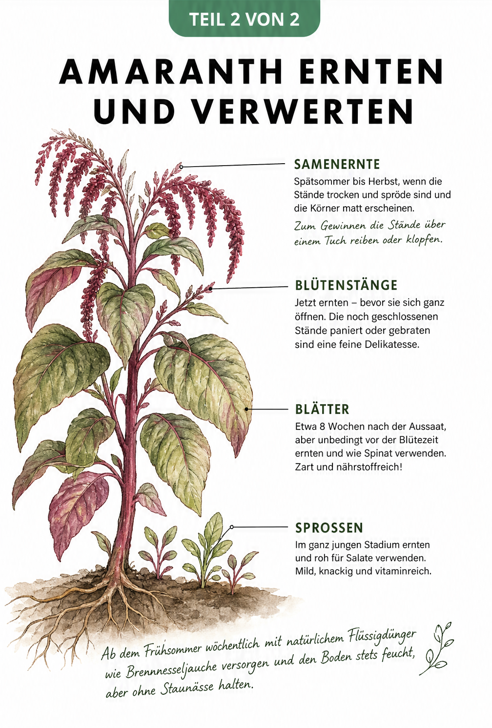Botanische Zeichnung einer Amaranth-Pflanze mit Erntezeitpunkten für Samen, Blüten, Blätter und Sprossen