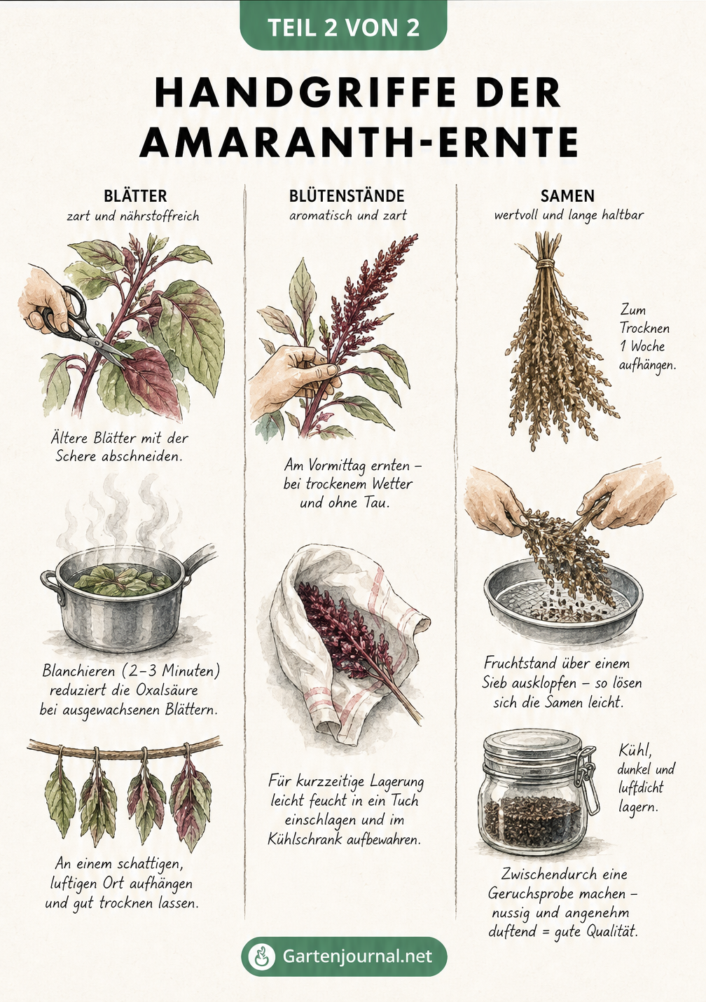 Skizzenhafte Darstellung der Erntemethoden für Amaranth: Blätter schneiden, Blüten lagern und Samen trocknen