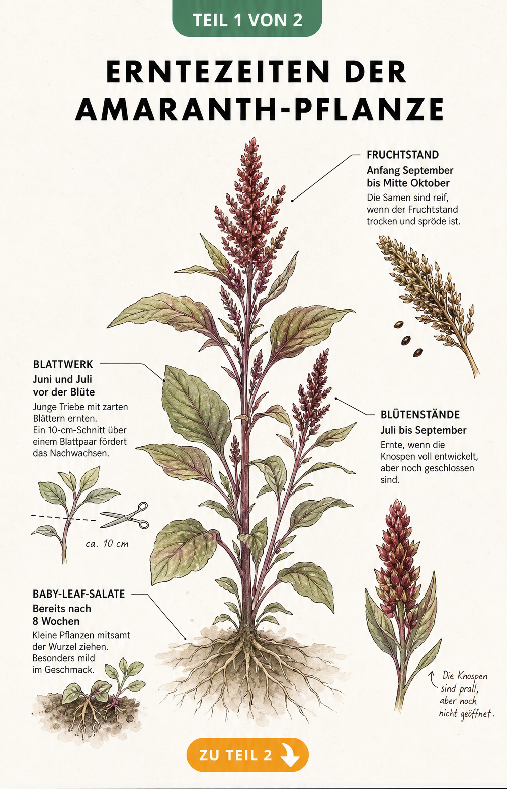 Botanische Illustration der Amaranth-Pflanze mit Erntezeiten für Blätter, Blüten und Samen