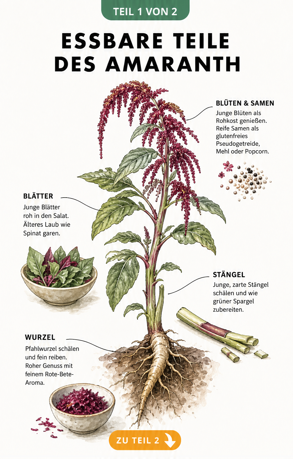 Botanische Illustration einer Amaranth-Pflanze mit Erklärungen zu essbaren Teilen wie Blüten, Blättern, Stängeln und Wurzeln