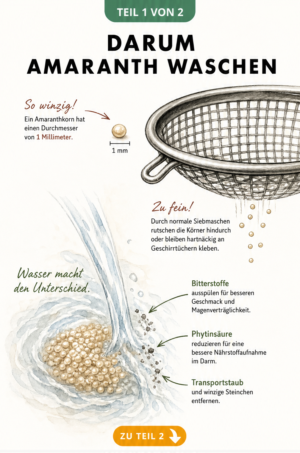 Illustration eines winzigen Amaranthkorns neben einem groben Küchensieb und dem Abspülen von Bitterstoffen
