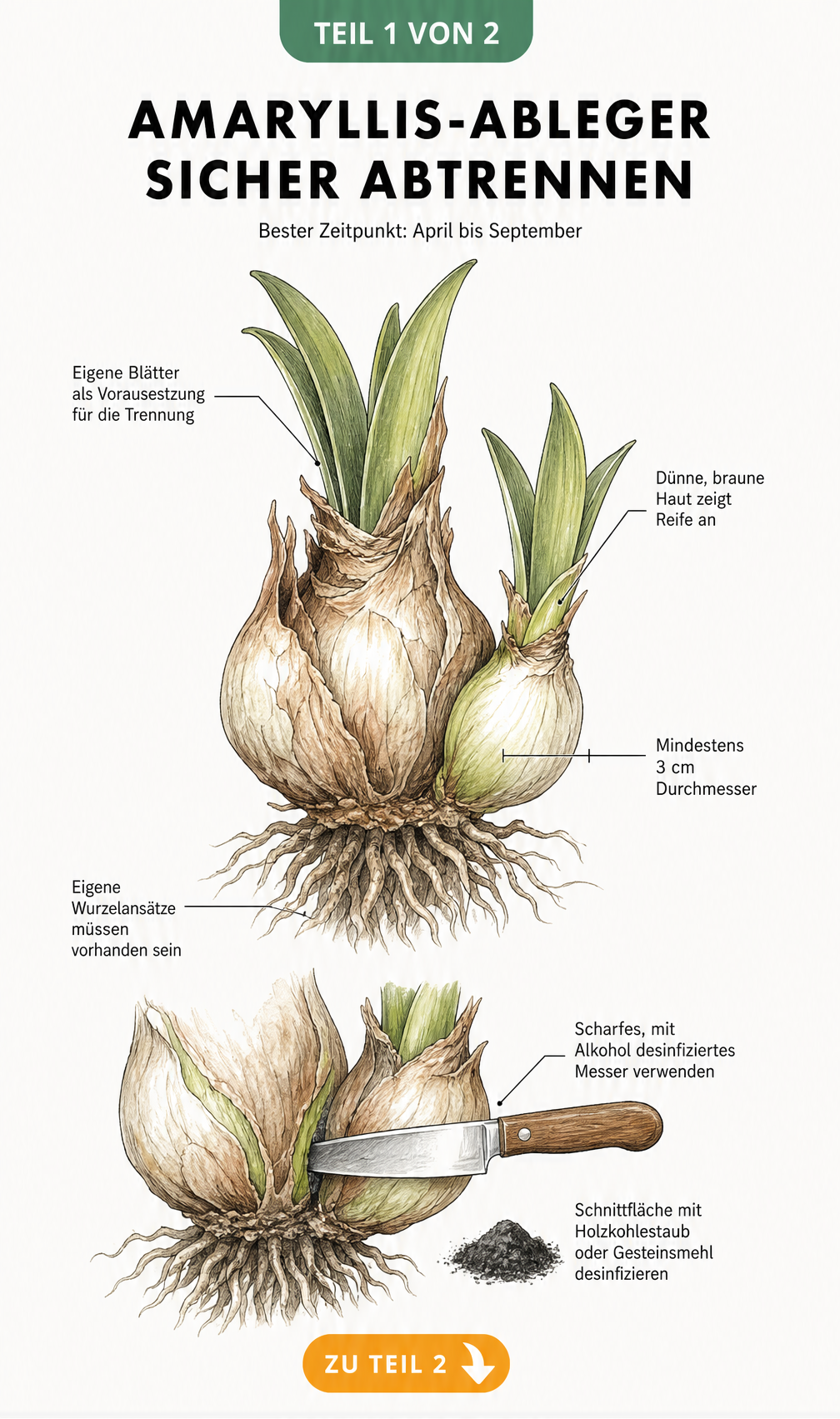 Botanische Illustration einer Amaryllis-Mutterzwiebel mit Tochterzwiebel und Hinweisen zum Abtrennen