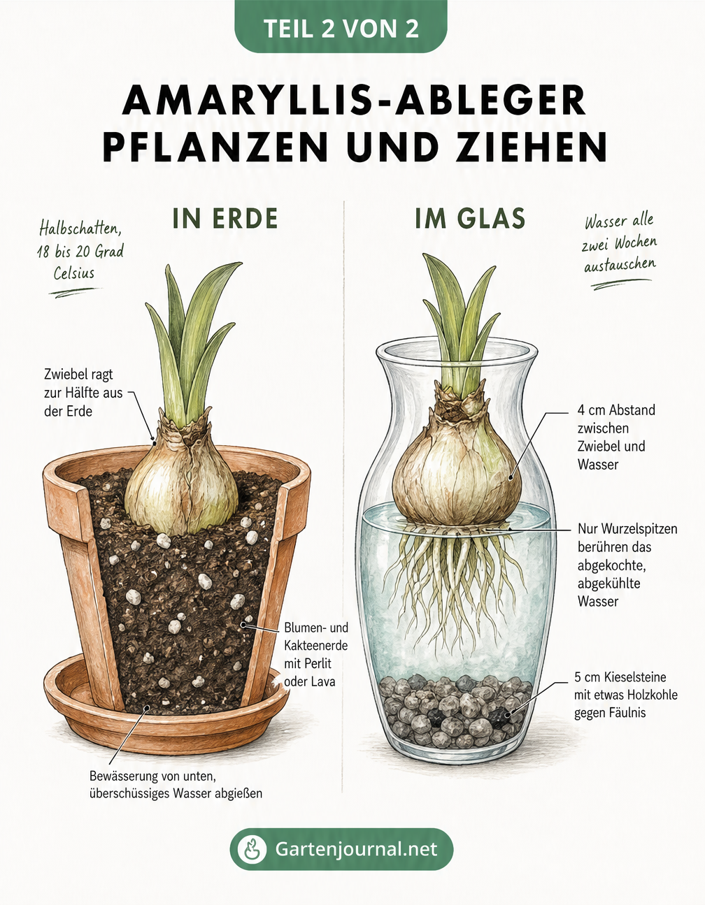 Querschnittszeichnungen zur Kultivierung von Amaryllis-Ablegern in Erde und im Glas
