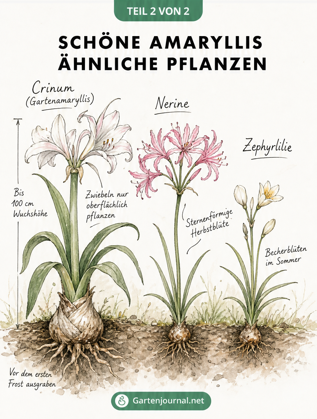 Handgezeichnete Übersicht von Amaryllis-ähnlichen Pflanzen wie Crinum, Nerine und Zephyrlilie mit Wuchshöhen und Pflegehinweisen