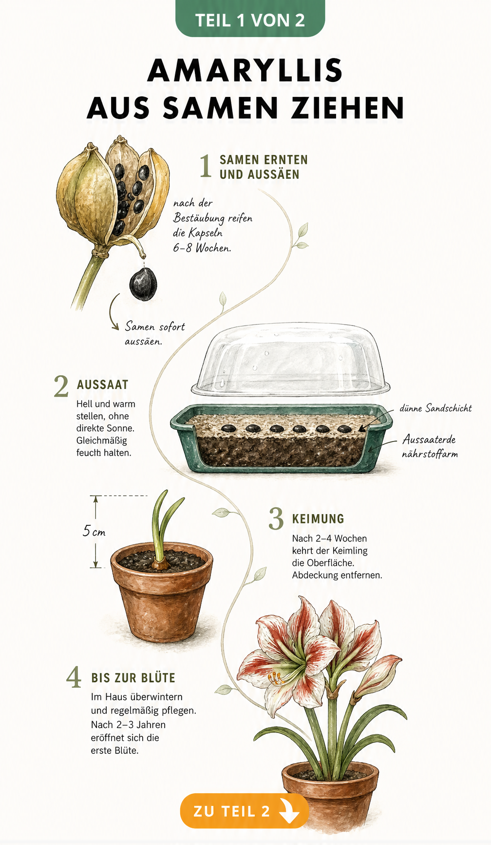 Botanische Illustration der Amaryllis-Vermehrung aus Samen, von der Samenkapsel über die Anzuchtschale bis zur blühenden Pflanze.