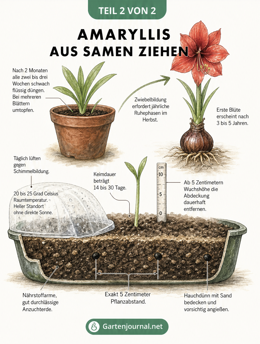 Querschnitt einer Pflanzschale zeigt die Entwicklung der Amaryllis vom Samen über den Keimling bis zur blühenden Pflanze.