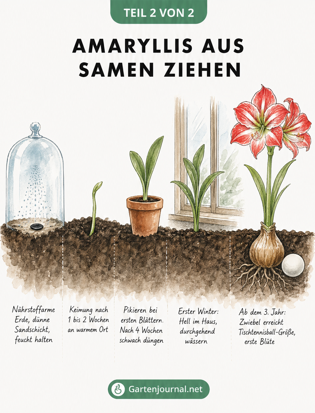 Illustrierter Zeitstrahl der Amaryllis-Entwicklung vom Samen über den Keimling bis zur blühenden Pflanze