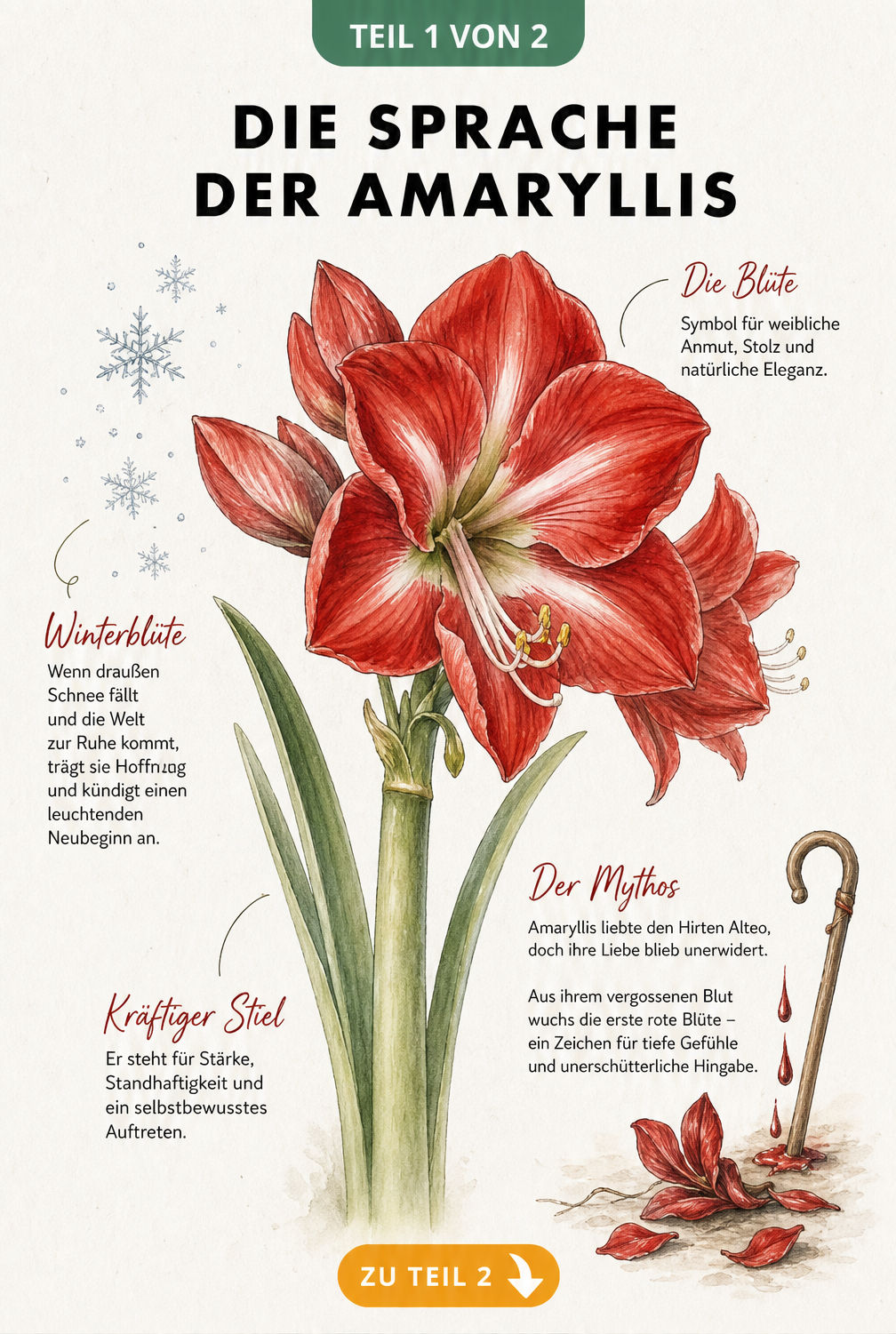 Botanische Illustration einer roten Amaryllis mit Beschriftungen zu ihrer Bedeutung wie Anmut, Stolz und Hoffnung