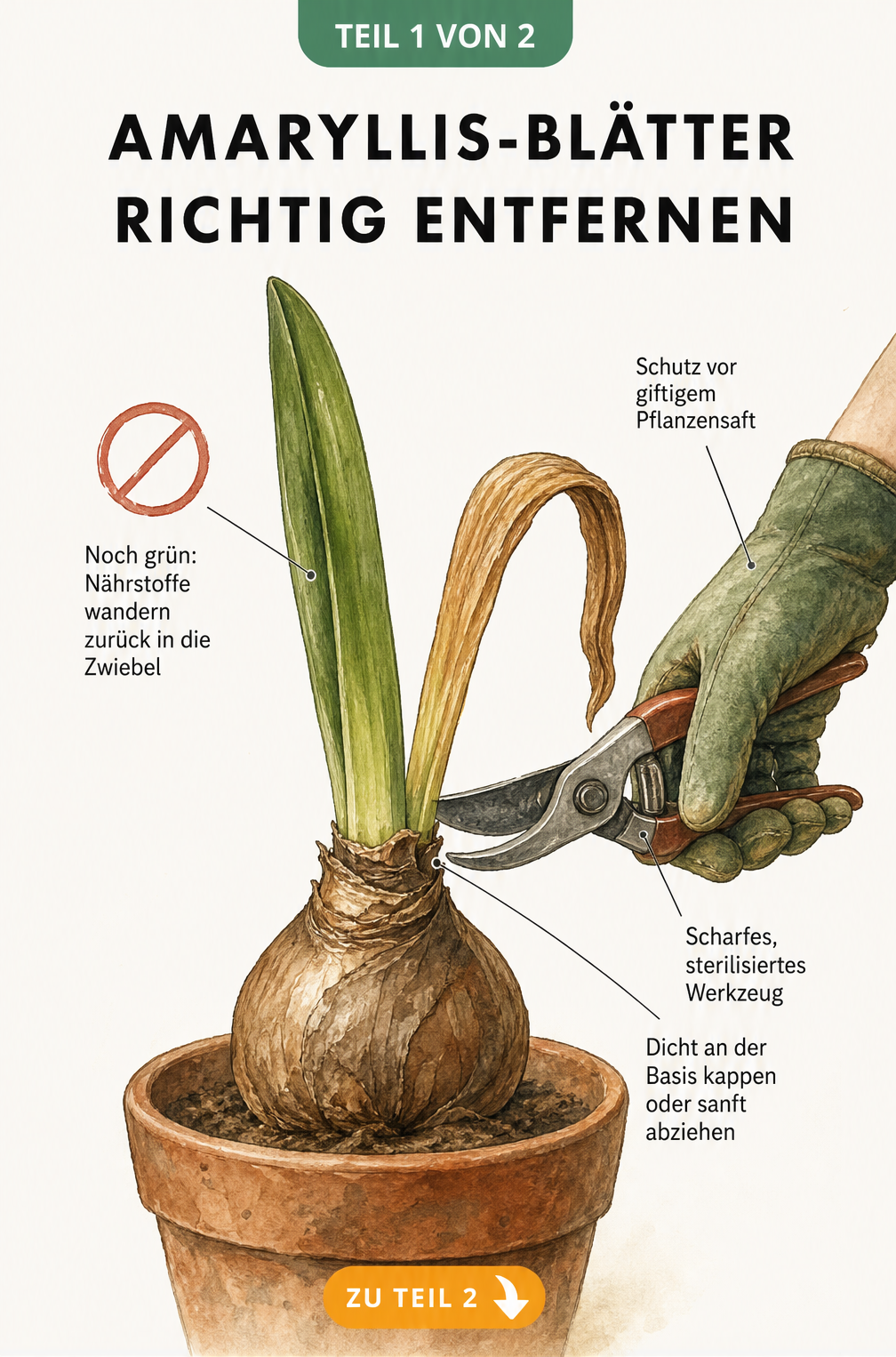 Botanische Illustration einer Amaryllis-Zwiebel, die zeigt, dass grüne Blätter nicht geschnitten werden dürfen, während vertrocknete Blätter dicht an der Basis...