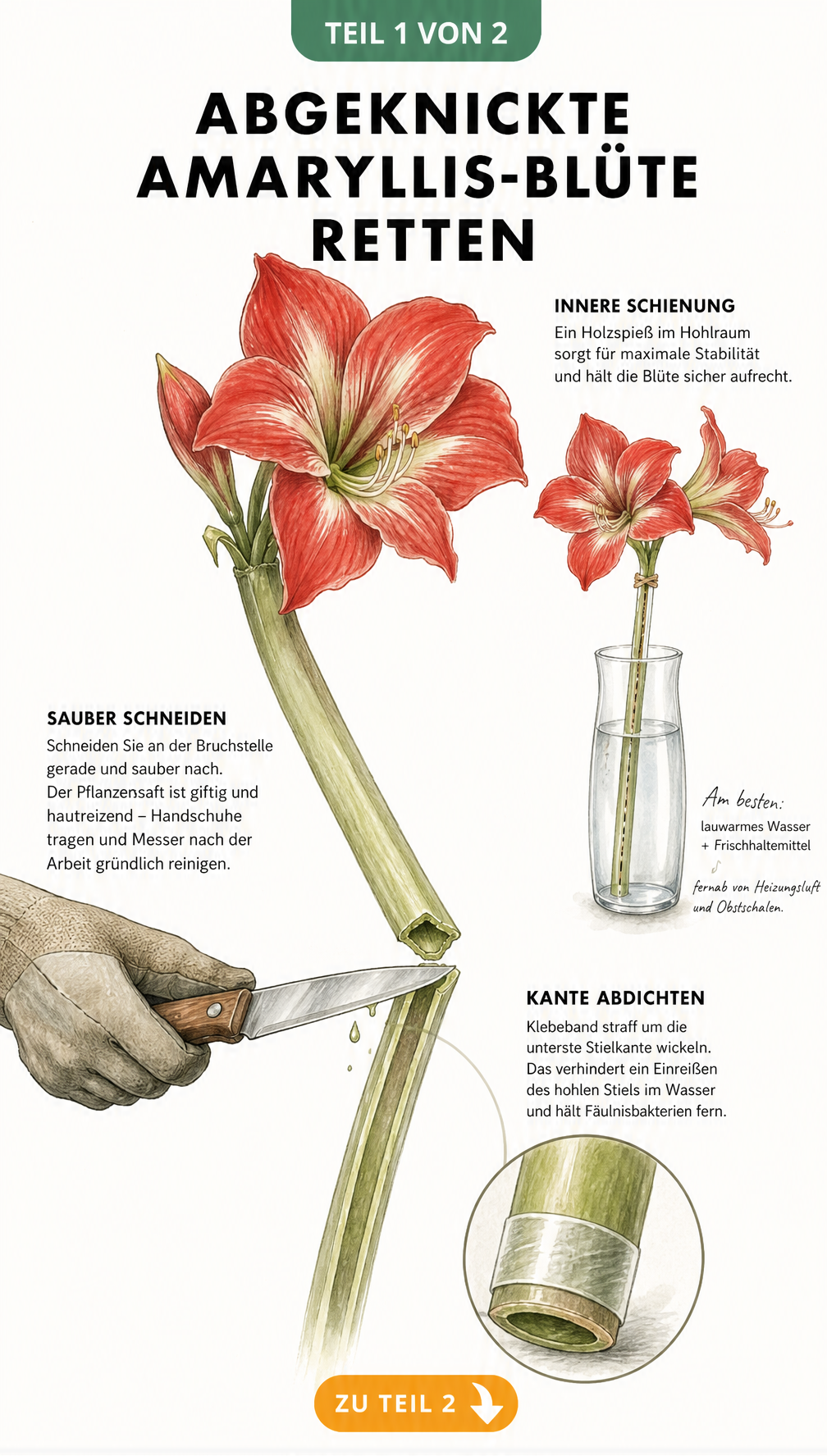 Illustration einer abgeknickten Amaryllis-Blüte, die mit einem sauberen Schnitt, Klebeband und einem Holzspieß in einer Vase gerettet wird.
