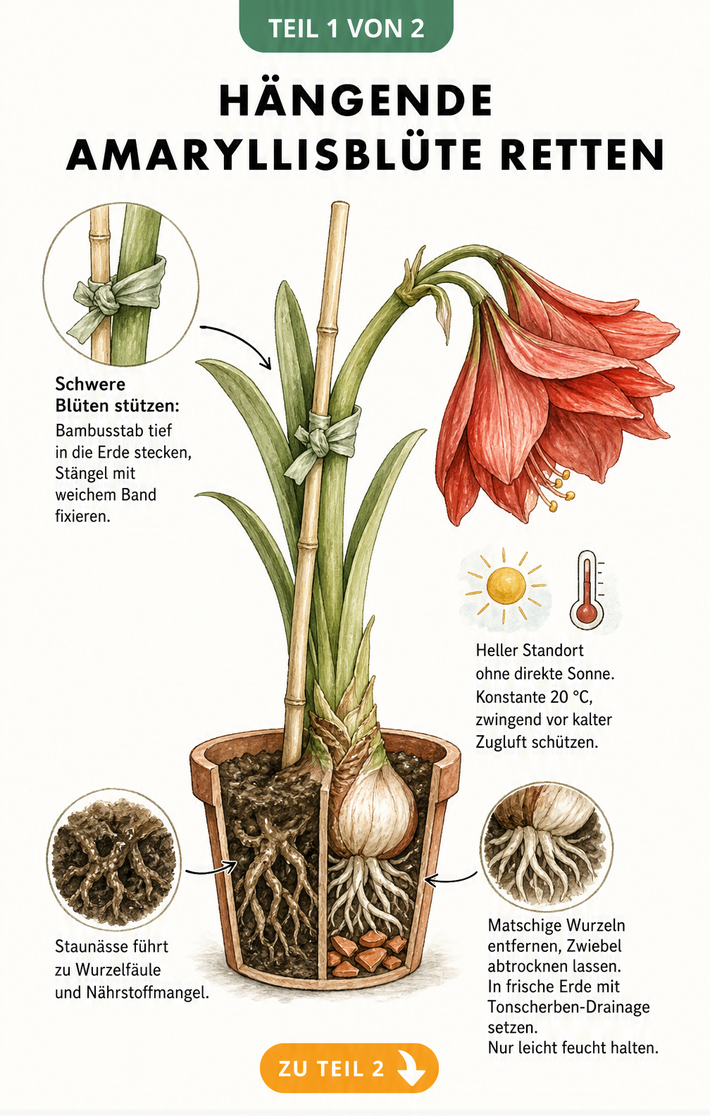 Illustration einer Amaryllis im Topf mit hängender Blüte, gestützt durch einen Bambusstab, sowie Querschnitt der Wurzeln bei Staunässe und nach der Rettung.
