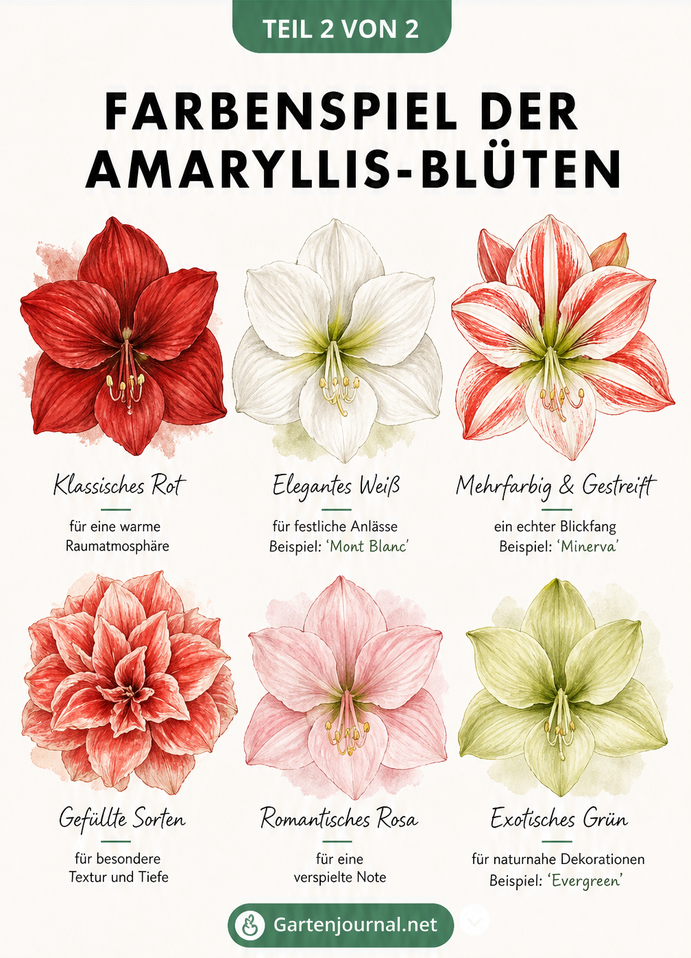 Übersicht von sechs Amaryllis-Blüten in verschiedenen Farben: Rot, Weiß, Gestreift, Gefüllt, Rosa und Grün