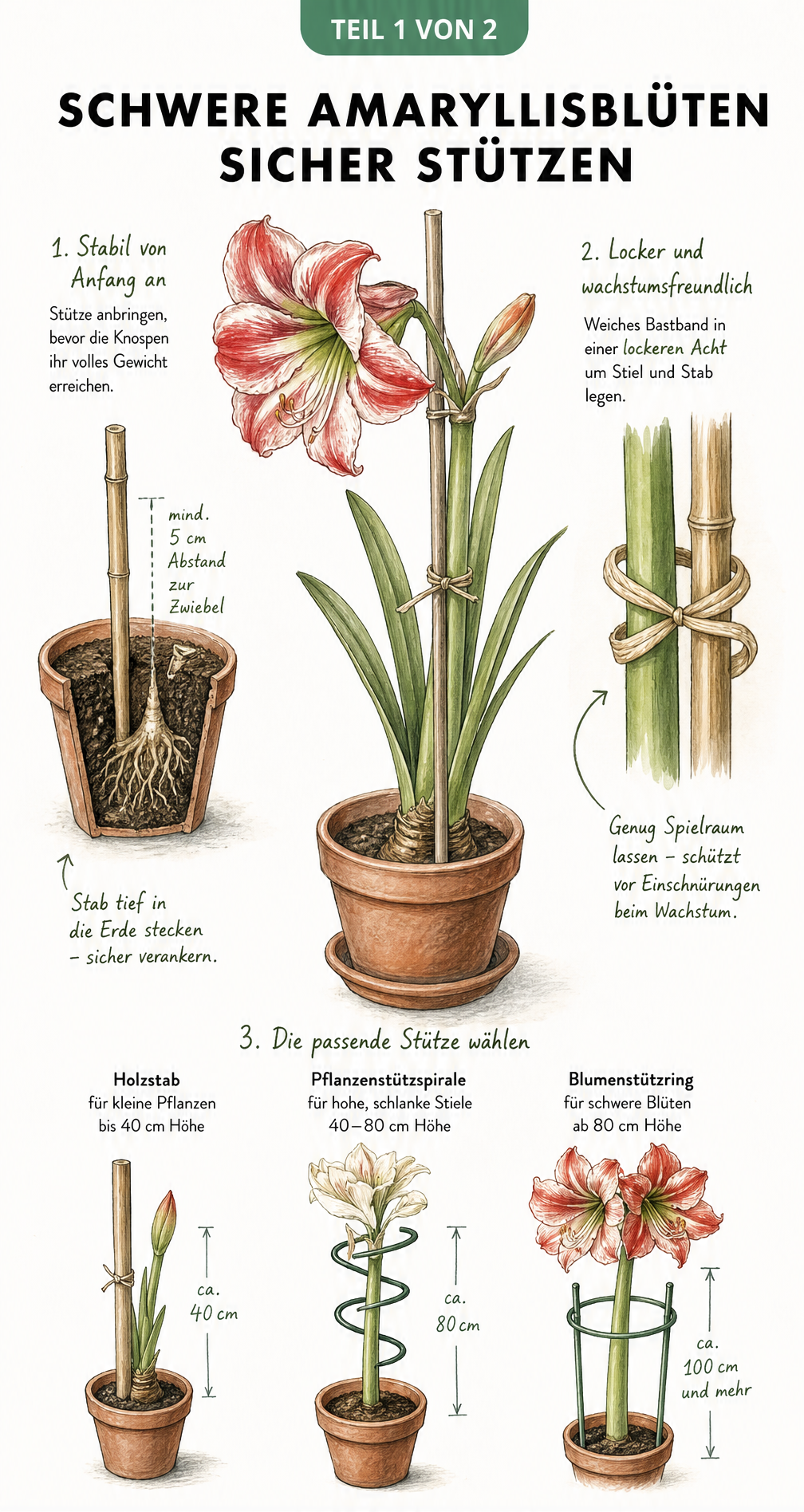 Botanische Illustration einer Amaryllis im Topf mit Bambusstab, Bastband und verschiedenen Stützmodellen