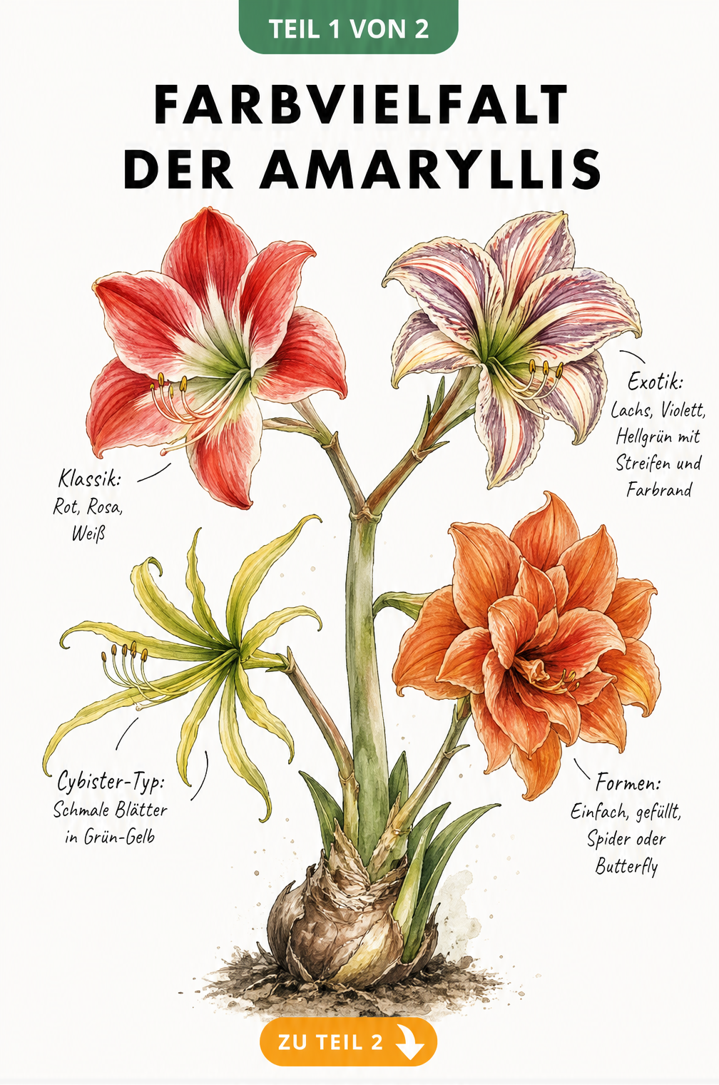 Botanische Illustration einer Amaryllis mit vier verschiedenen Blütenformen und Farben: Rot, gestreift, Cybister und gefüllt