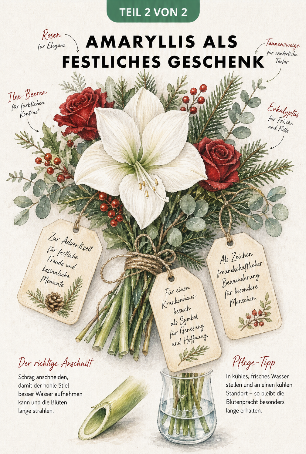 Illustration eines winterlichen Blumenstraußes mit einer weißen Amaryllis, Rosen, Ilex und Pflegehinweisen