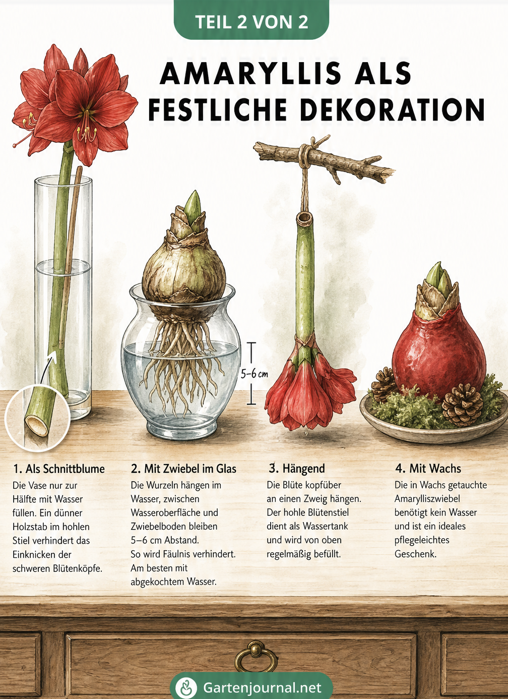 Vier verschiedene Dekorationsideen für Amaryllis: in der Vase, im Glasgefäß, hängend und in Wachs