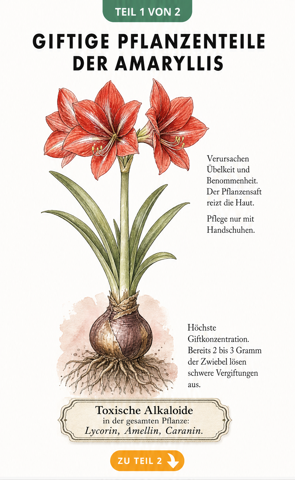 Botanische Illustration einer Amaryllis mit Markierung der giftigen Pflanzenteile wie Zwiebel, Blüte und Blätter