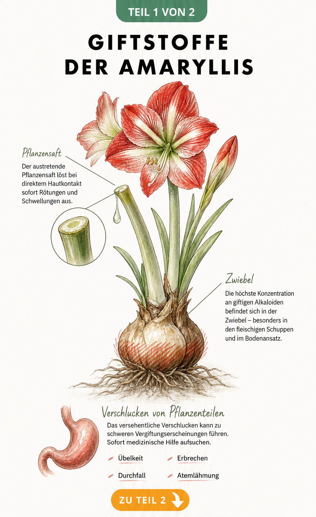 Botanische Illustration einer Amaryllis mit Markierung der giftigen Zwiebel und austretendem Pflanzensaft