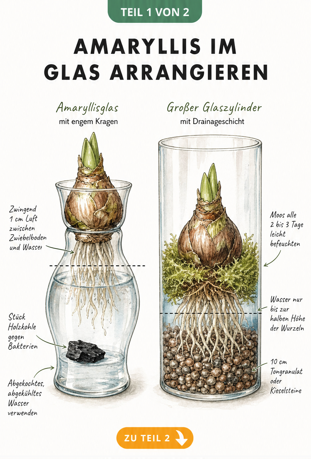 Querschnitt zweier Glas-Varianten für Amaryllis: klassisches Amaryllisglas mit 1 cm Luft zum Wasser und großer Glaszylinder mit Kieselsteinen.