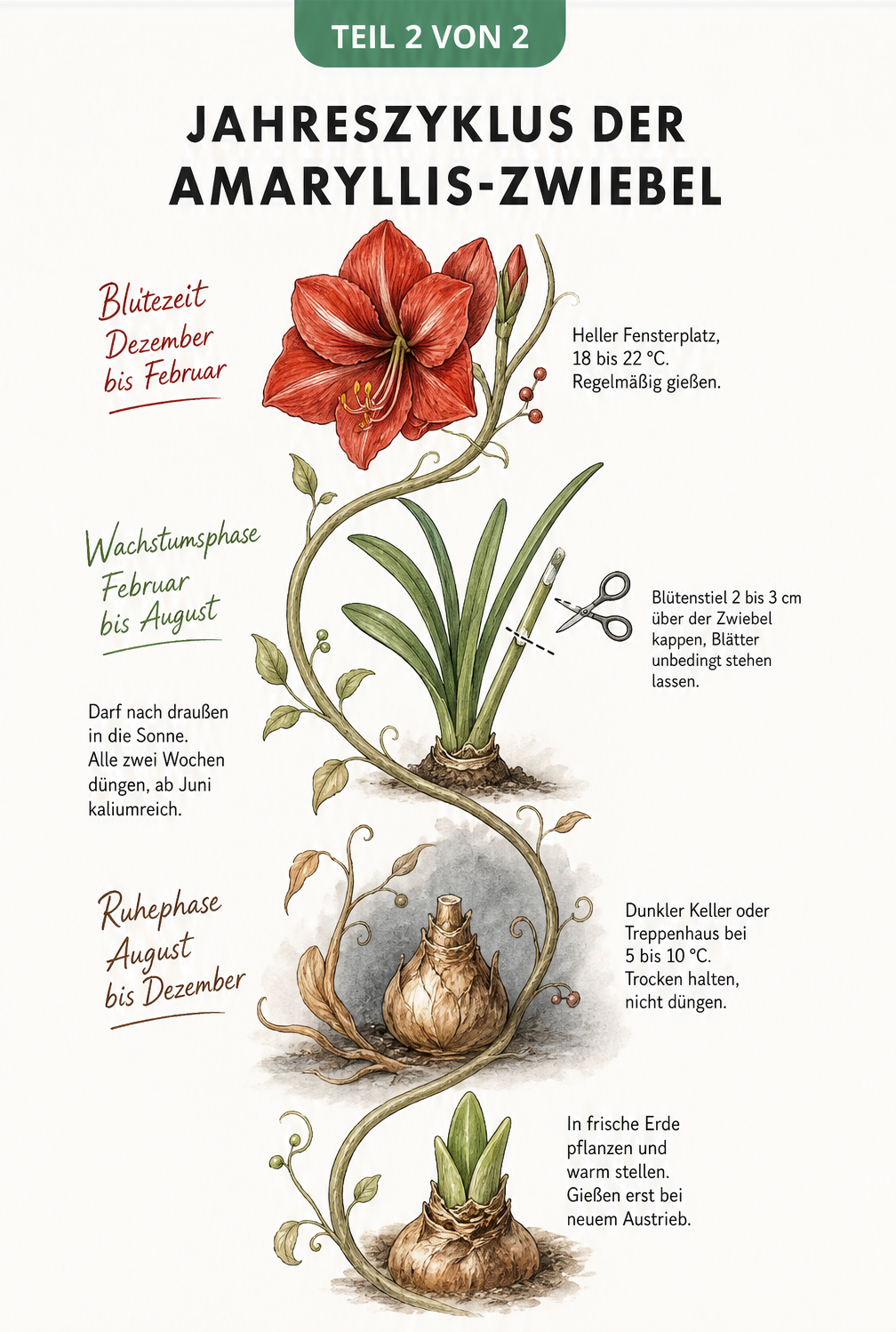 Illustration des Jahreszyklus einer Amaryllis-Zwiebel in drei Phasen: Blütezeit im Winter, Wachstumsphase im Sommer und Ruhephase im Herbst.
