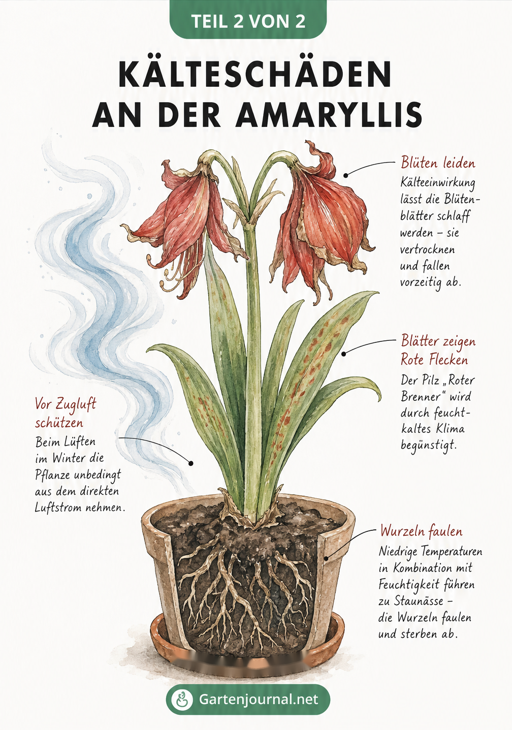 Aquarell-Zeichnung einer Amaryllis mit Kälteschäden wie hängenden Blüten, Rotem Brenner auf den Blättern und Wurzelfäule durch Staunässe.