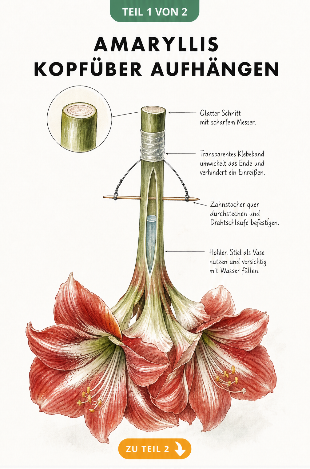 Botanische Illustration einer kopfüber hängenden Amaryllis mit Detailansicht der Befestigung am Stielende