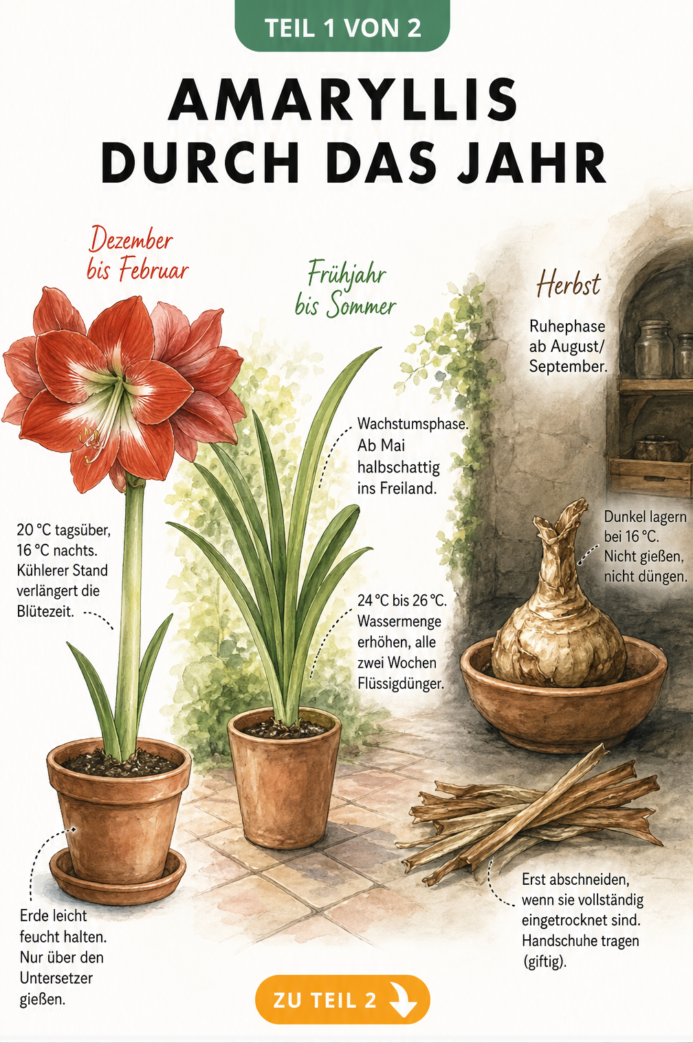 Amaryllis Lebenszyklus: Blüte im Winter, Wachstum im Sommer, Ruhephase im Herbst