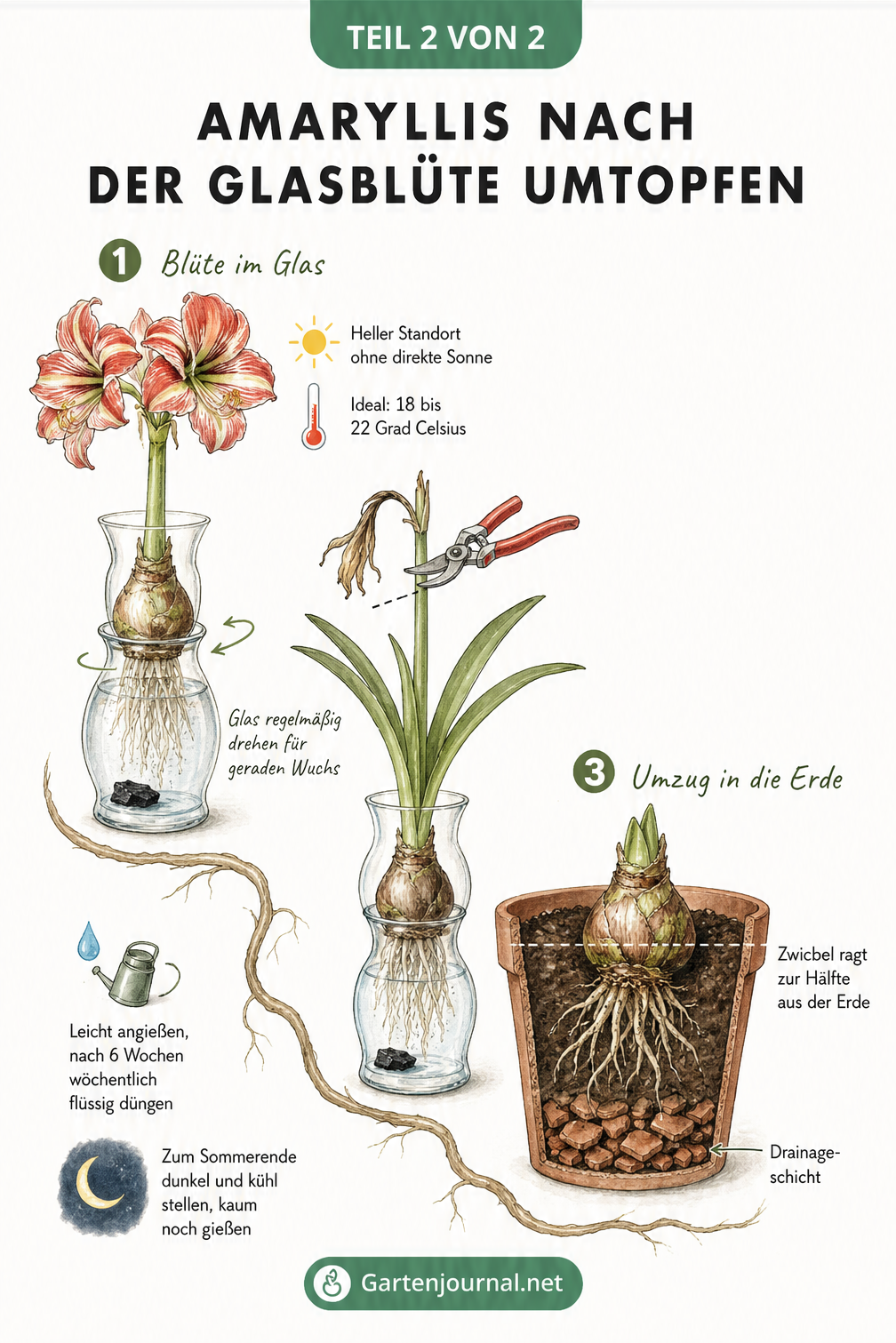 Dreiteilige Skizze zur Pflege der Amaryllis nach der Blüte im Glas: vom hellen Standort über das Kappen des Blütenstiels bis zum Umtopfen in Erde.