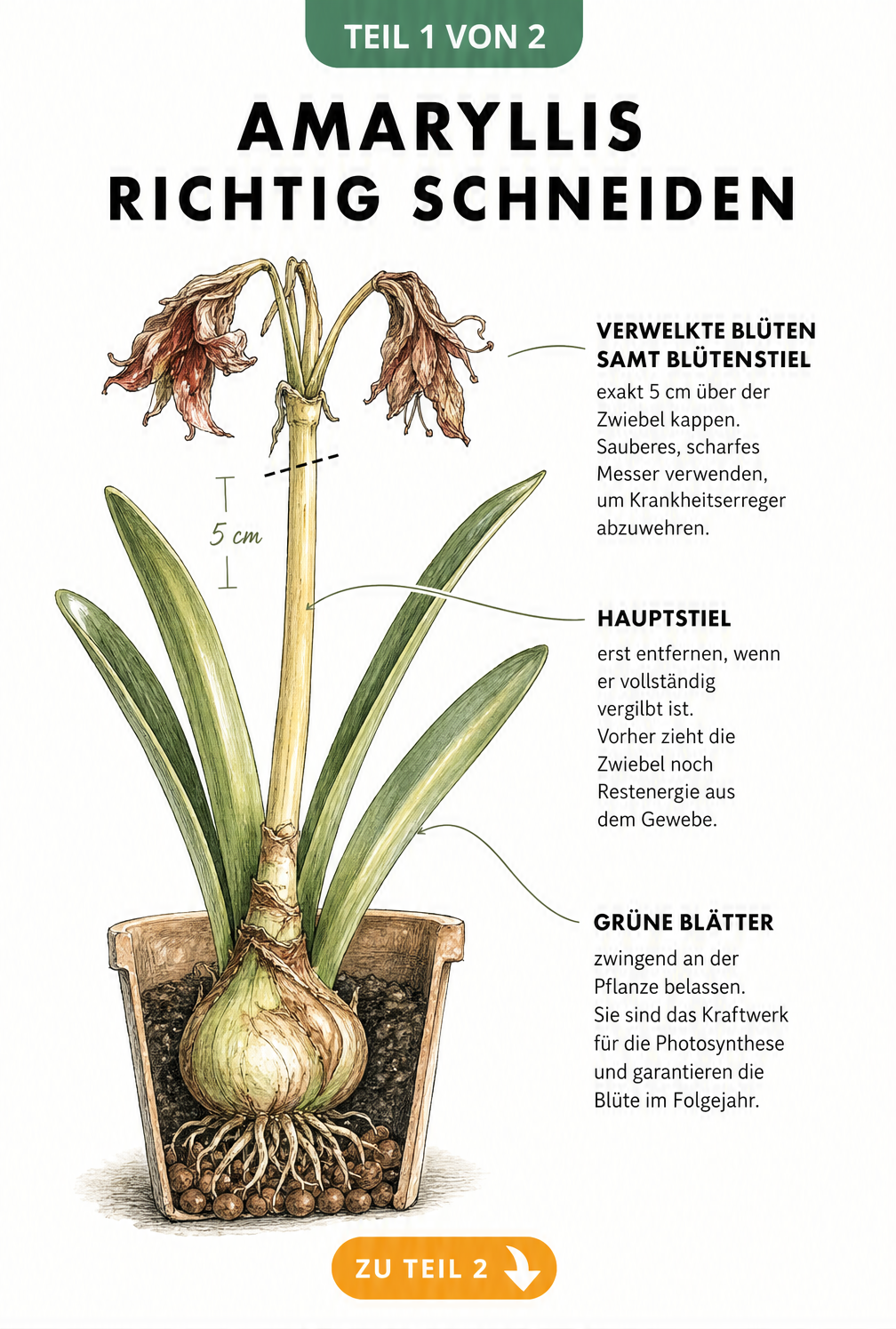 Botanische Illustration einer Amaryllis nach der Blüte mit Schnittmarkierungen an Blütenstiel und Hauptstiel