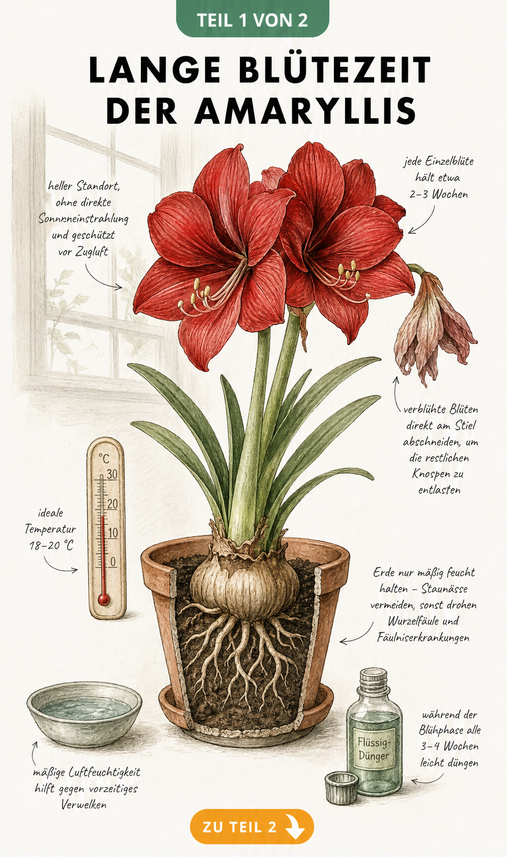 Botanische Illustration einer blühenden Amaryllis im Tontopf mit Pflegehinweisen zu Standort, Temperatur und Gießen