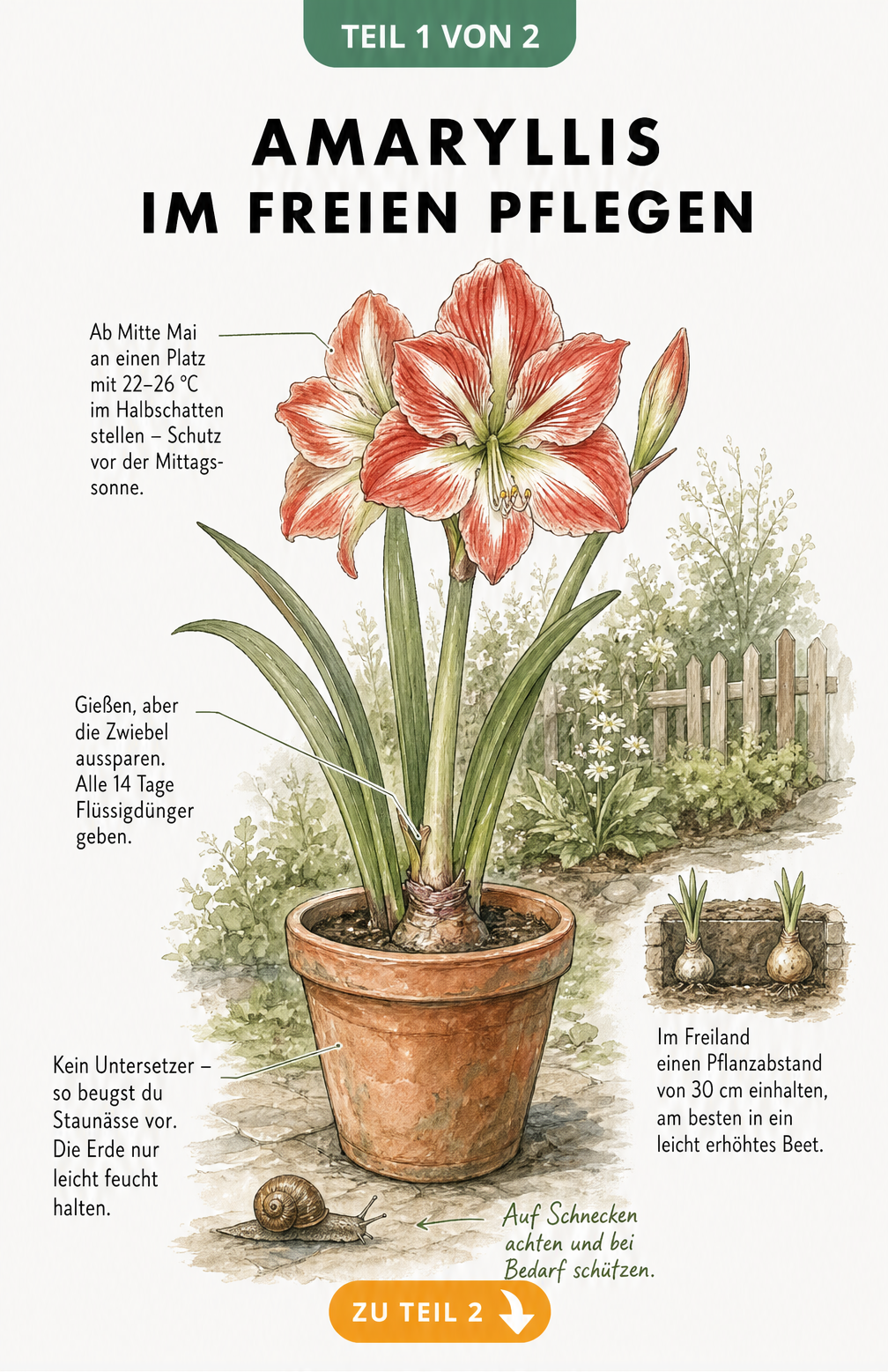 Botanische Illustration einer blühenden Amaryllis im Terrakottatopfen mit Pflegehinweisen für den Standort im Freien