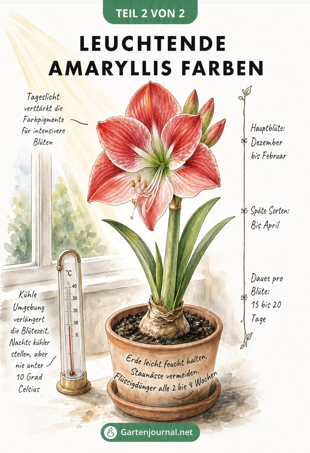 Illustration einer blühenden Amaryllis im Topf mit Hinweisen zu Licht, Temperatur, Gießen und Blütezeit